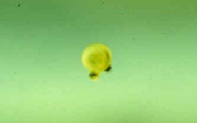 Corydoras oiapoquensis  = egg 2mm