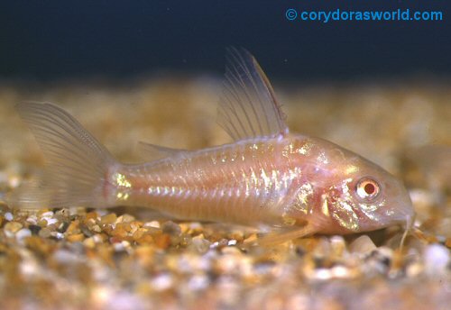 Hoplisoma paleatum (albino) = male