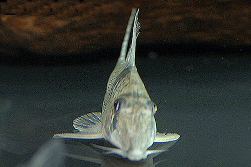 Corydoras pastazensis = Head view
