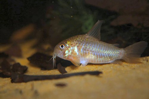 Hoplisoma polystictum