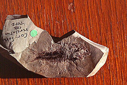 Hoplisoma revelatum = fossil