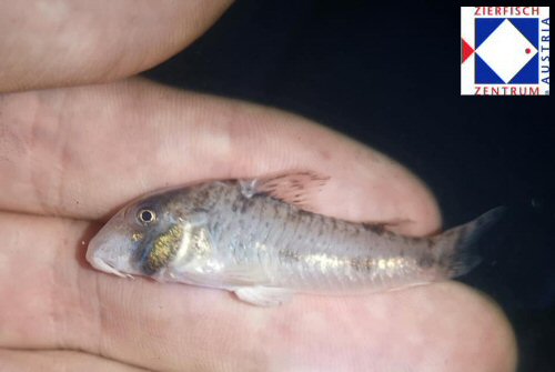 Corydoras rikbaktsa