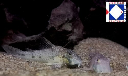 Corydoras rikbaktsa