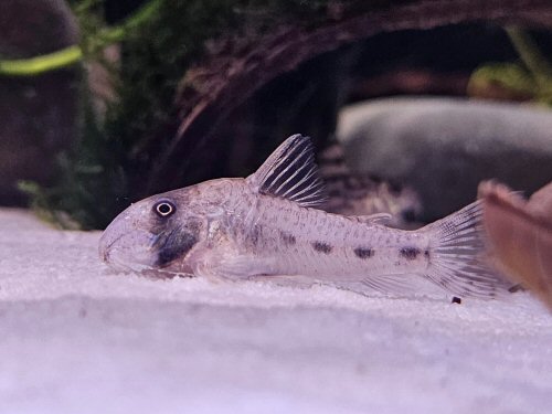 Corydoras rikbaktsa