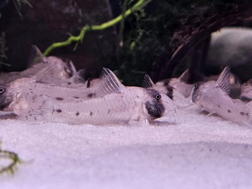 Corydoras rikbaktsa