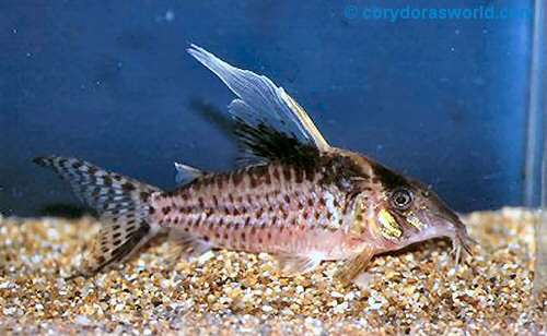 Corydoras robustus 