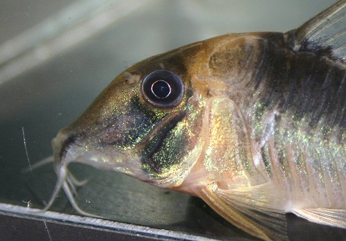 Corydoras serratus