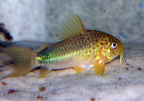 Corydoras similis 