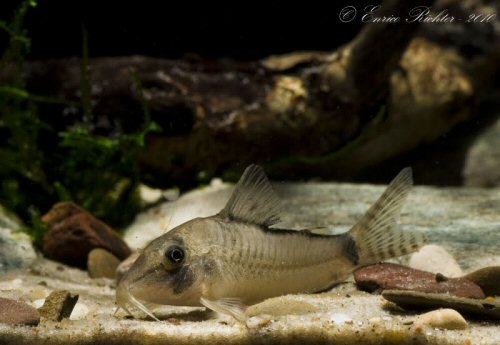 Corydoras simulatus