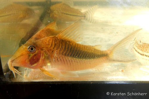 Corydoras solox = Adult - From the Comté river, French Guinea