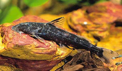 Chiloglanis somereni