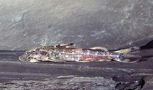 Chiloglanis somereni