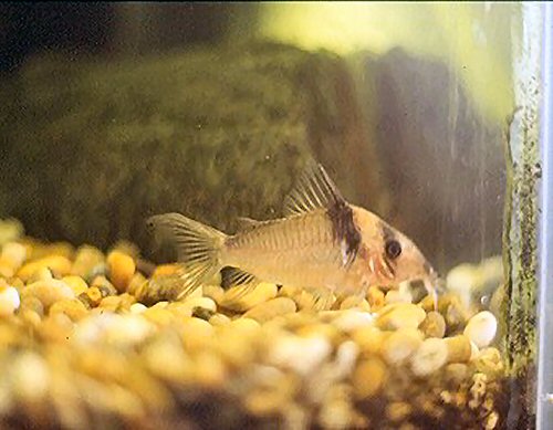 Corydoras virginiae