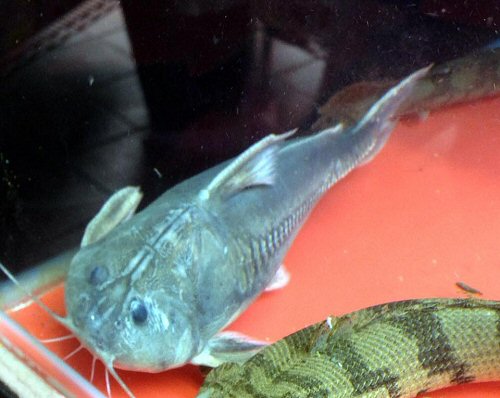 Centrodoras hasemani