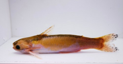 Centromochlus macracanthus