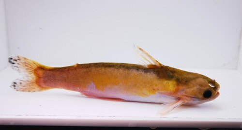 Centromochlus macracanthus