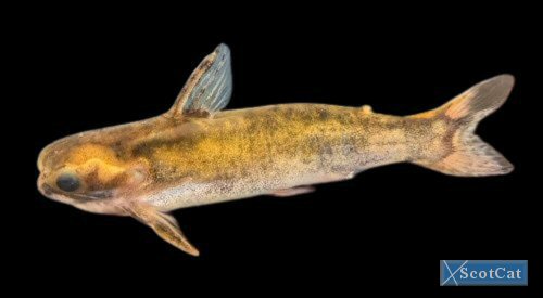 Centromochlus sp. 'Peru'