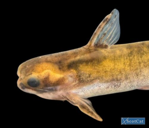 Centromochlus sp. 'Peru' = head view