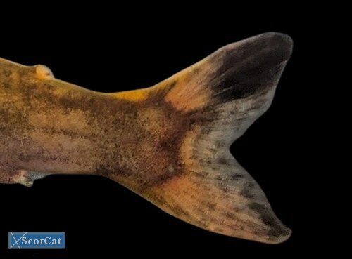 Centromochlus sp. 'Peru' = caudal view