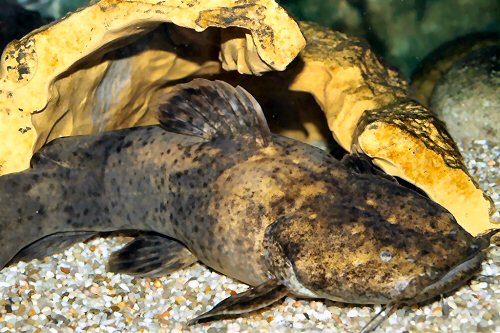 Lophiosilurus fowleri