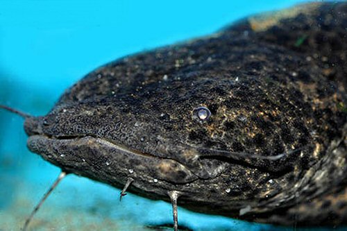 Lophiosilurus fowleri  = head view