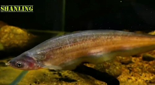 Ceratoglanis pachynema