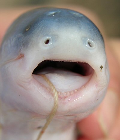 Cetopsis coecutiens = showing teeth