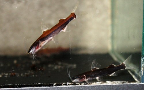 Cetopsorhamdia phantasia = pair - male to left