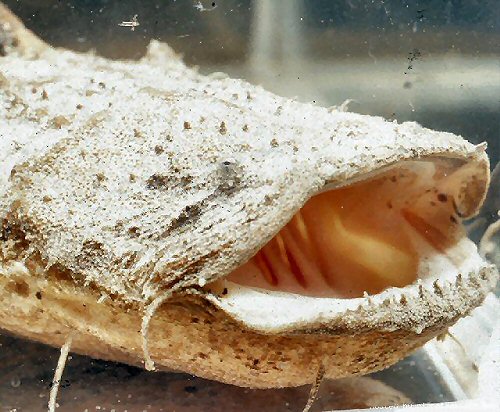 Chaca chaca, showing the large mouth and the hooklets on the bottom jaw.