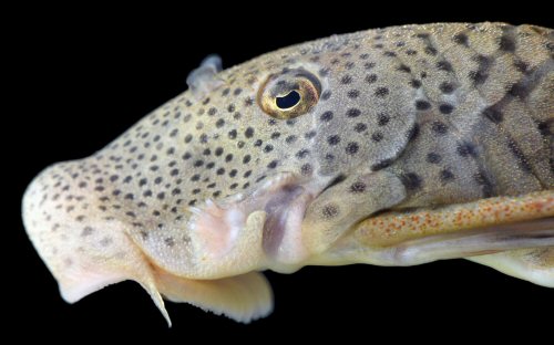 Chaetostoma anale = head view