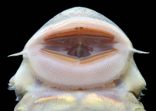 Chaetostoma anale = view of mouth