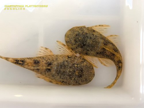 Chaetostoma platyrhynchus = dorsal view