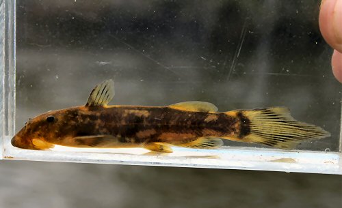 Chiloglanis anoterus = Male - Sabie River, South Africa