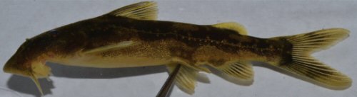 Chiloglanis asperocutis = Holotype-female