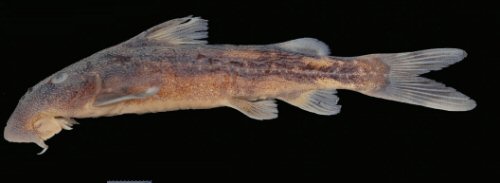 Chiloglanis asperocutis = Holotype-female