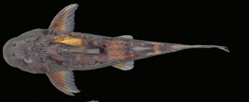 Chiloglanis asperocutis = Holotype-female-dorsal view