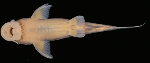 Chiloglanis asperocutis = Holotype-female-ventral view