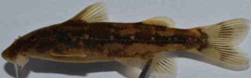 Chiloglanis compactus = Holotype-male