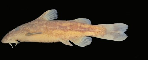 Chiloglanis compactus = Holotype-male