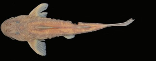 Chiloglanis compactus = Holotype-male-dorsal view