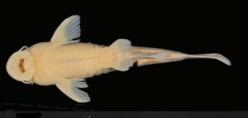 Chiloglanis compactus = Holotype-male-ventral view