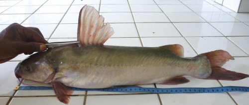Chrysichthys brevibarbis = Beach Lindi fish market, Kisangani, Orientale, D.R. Congo.