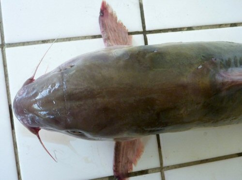 Chrysichthys brevibarbis = dorsal view head = Beach Lindi fish market, Kisangani, Orientale, D.R. Congo. 