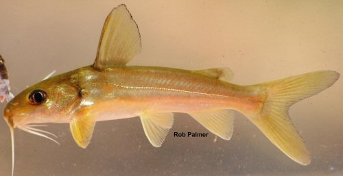 Chrysichthys johnelsi = Tonkolili, Sierra Leone