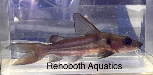 Chrysichthys macropterus