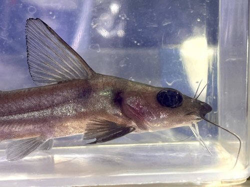 Chrysichthys macropterus = head view