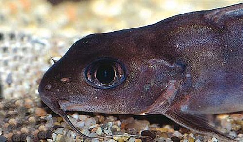 Chrysichthys nigrodigitatus