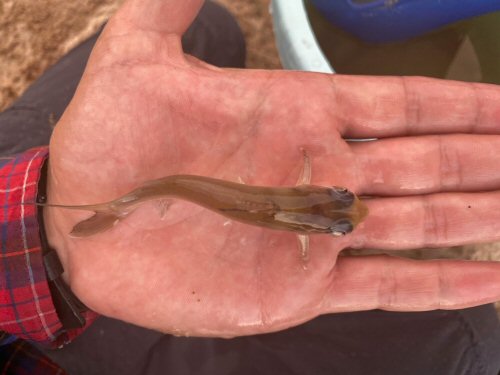 Chrysichthys nigrodigitatus = Juvenile dorsal view-Ogooue-Ivindo, Gabon