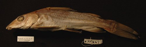 Chrysichthys ogooensis = holotype from Gabon