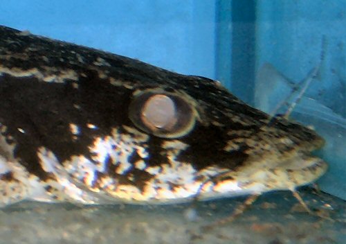 Amarginops ornatus = head view